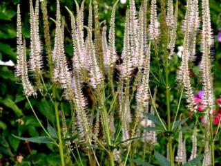 Rozrazil virginský ´Alba´ - Veronica virginica 'Alba'