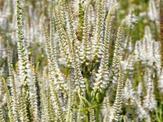 Rozrazil virginský ´Diana´ - Veronicastrum virginicum 'Diana'