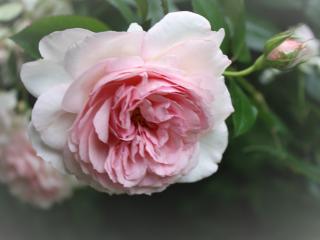 Růže ´Alexandra Princesse de Luxemburg®´