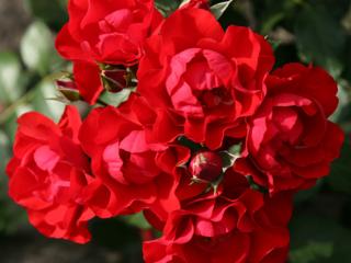 Růže ´Black Forest Rose®´