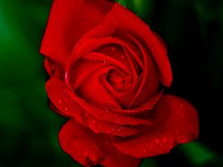 Růže ´Fulgurante´