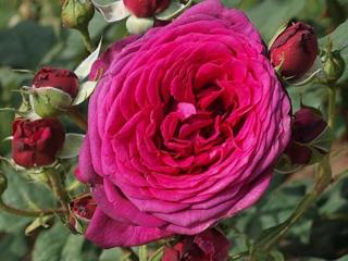 Růže ´Johann Wolfgang von Goethe®´ Balení: speciální balení