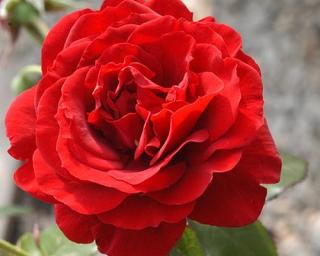 Růže ´P.G. Wodehouse Paramount®´