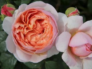 Růže ´Peter-Paul Rubens®´