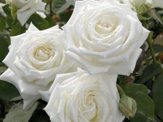 Růže ´Pope John Paul II.®´