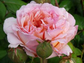 Růže ´Souvenir de Baden-Baden®´