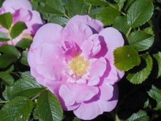 Růže svráskalá Admiration 'Rosa Zwerg'