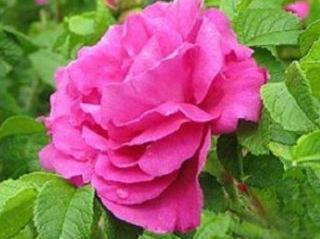 Růže svráskalá Passion 'Rokoko'