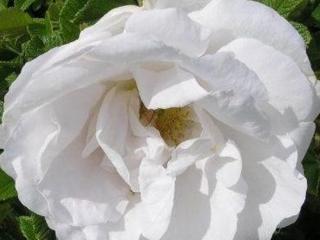 Růže svráskalá White Perfection 'Schneeberg'