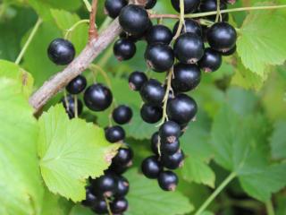 Rybíz Cassissima® 'Black Bells'