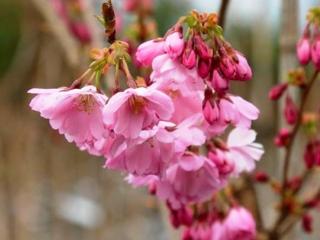 Sakura 'Accolade' Balení: bal/kontejner, Tvar: výška 450-500 cm, šířka 300-400 cm