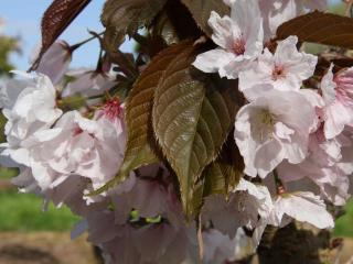 Sakura ozdobná ´Chocolate Ice´