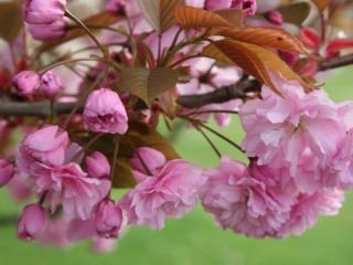 Sakura ozdobná 'Kanzan' Balení: bal/kontejner, Tvar: výška 500-600cm