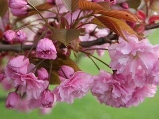 Sakura ozdobná 'Kanzan' Balení: kontejner C130, Tvar: vícekmen, výška 200-220cm