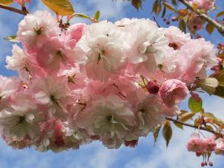 Sakura ozdobná ´Pink Parasol´
