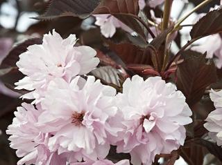 Sakura ozdobná ´Royal Burgundy´ Balení: kontejner C130, Tvar: vícekmen, výška 200-220cm