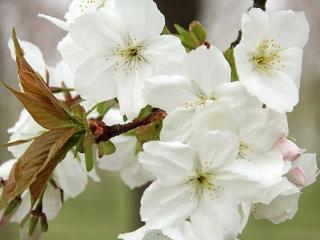 Sakura ozdobná ´Taihaku´ Balení: kontejner C10, Tvar: roubováno na kmínku, výška 120-140 cm