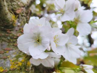 Sakura ozdobná ´Taihaku´ Balení: prostokořenný stromek