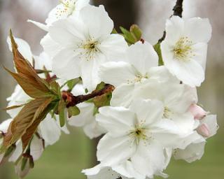 Sakura ozdobná 'Taihaku'