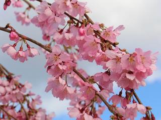 Sakura PINK CASCADE 'NCPH1'