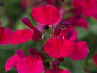 Šalvěj Greggova Mirage 'Cherry Red' - Salvia greggii Mirage 'Cherry Red'