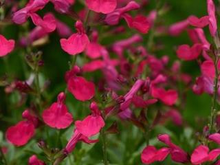 Šalvěj Greggova Mirage 'Hot Pink' - Salvia greggii Mirage 'Hot Pink'