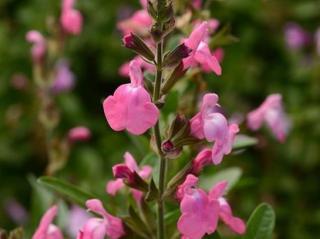 Šalvěj Greggova Mirage 'Pink' - Salvia greggii Mirage 'Pink'