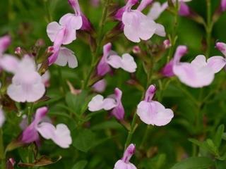 Šalvěj Greggova Mirage 'Soft Pink' - Salvia greggii Mirage 'Soft Pink'