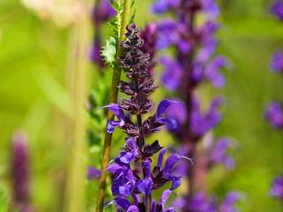 Šalvěj hajní ´Mainacht´ - Salvia nemorosa ´Mainacht´