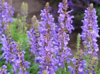 Šalvěj hajní ´Marvel Sky Blue´ - Salvia nemorosa ´Marvel Sky Blue´