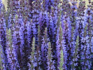 Šalvěj hajní ´Merleau Blue´ - Salvia nemorosa ´Merleau Blue´