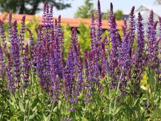 Šalvěj hajní ´Ostfriesland´ - Salvia nemorosa ´Ostfriesland´