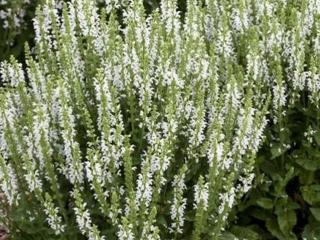 Šalvěj hajní ´Synchro White´ - Salvia nemorosa 'Synchro White'