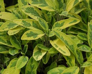 Šalvěj lékařská 'Aureomaculata' - Salvia officinalis 'Aureomaculata'