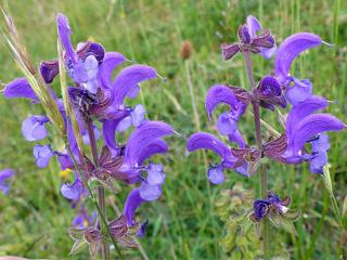Šalvěj luční  - Salvia pratensis