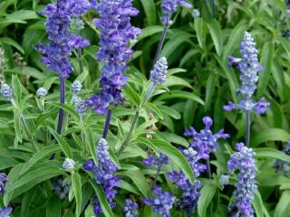 Šalvěj pomoučená 'Victoria Blau' - Salvia farinacea 'Victoria Blau'