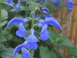 Šalvěj rokladitá 'Patio Dark Blue' - Salvia patens 'Patio Dark Blue'