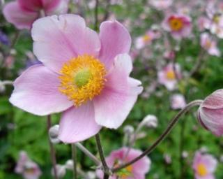 Sasanka hupejská - Anemone hupehensis