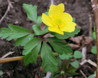 Sasanka pryskyřníkovitá - Anemone ranunculoides