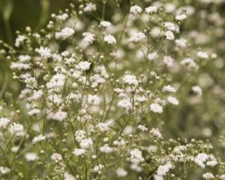 Šater latnatý 'Schneeflocke' - Gypsophila paniculata 'Schneeflocke'