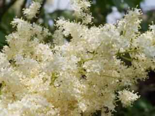 Šeřík pekingský 'Yellow Fragrance'