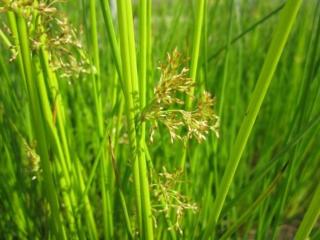 Sítina rozkladitá - Juncus effusus