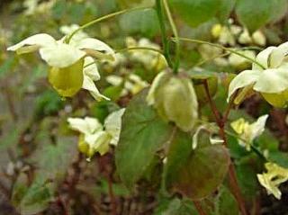 Škornice versicolor ´Sulphureum´ - Epimedium versicolor ´Sulphureum´