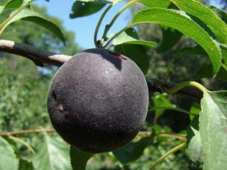 Slivoň ´Black Apricot´
