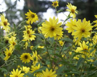 Slunečnice drobnokvětá - Helianthus microcephalus