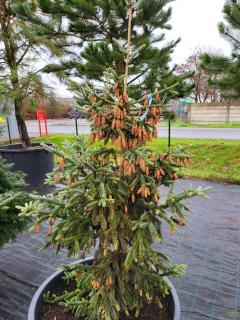 Smrk sivý 'Coerulea Hudsonica' Balení: kontejner, Tvar: výška 150cm