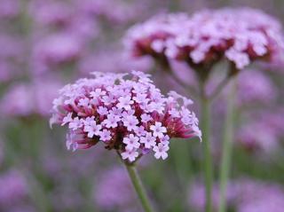 Sporýš argentinský - Verbena bonariensis Balení: kontejner p9