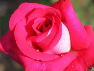 Stromková růže ´Acapella®´ Balení: prostokořenný stromek
