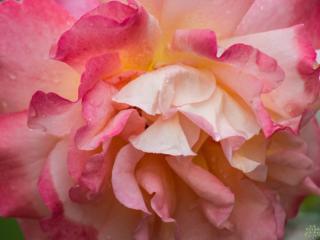 Stromková růže ´Augusta Louise®´ Balení: prostokořenný stromek