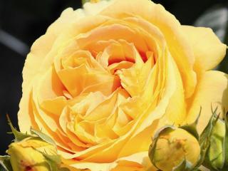 Stromková růže ´Candlelight®´ Balení: prostokořenný stromek